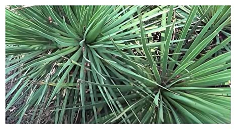 Stk - 10x Agave petrophila Agaven Garten Pflanzen - Samen ID718 - Seeds & Plants Shop by Ipsa