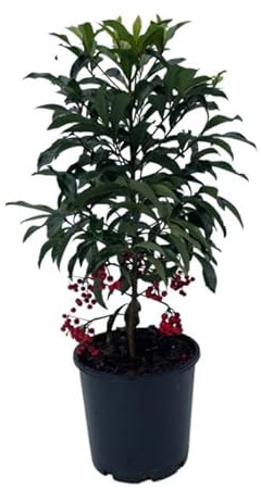 Ardisia Natural un Arbusto de Interior con Bayas Rojas para Alegrar tu Espacio