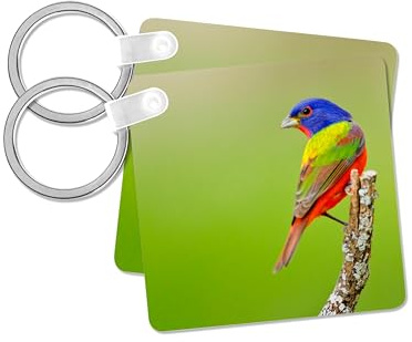 3dRose, Painted Bunting, Passerina ciris, male perched., set of 2 Key Chains