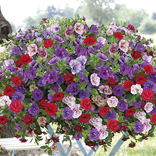 ULTREY Seed - 200 Pcs Hanging Petunia Flower Seeds Mixed Colors Flower Perennial Bonsai Petunia Seeds Perennial Hardy Shine Your Garden