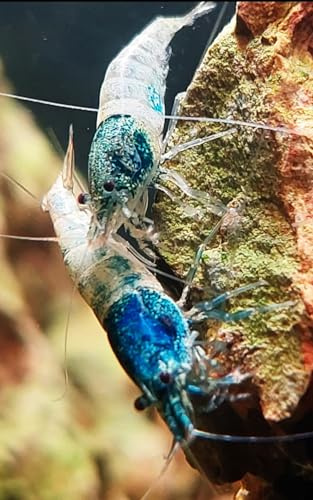 Garnelenglück - Garnelen in diversen Farben und Muster - 5 Stück (Crazy Blue - Caridina - blau/weiß)