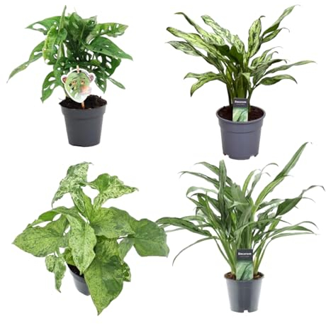 Trendyplants - Mezcla de moda 4 plantas - Monstera Obliqua 'Monkey Leaf' - 25 cm - Ø12 - Aglaonema Juliette - 40 cm - Ø12 - Syngonium Mottled - 25 cm - Ø12 - Aglaonema Cutlass - 40 cm - Ø12