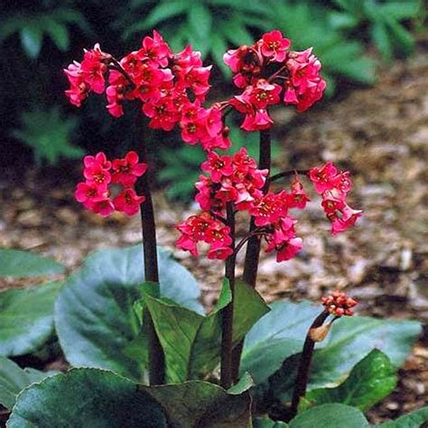 Frische 400 Semi Bergenia Cordifolia Bodendecker