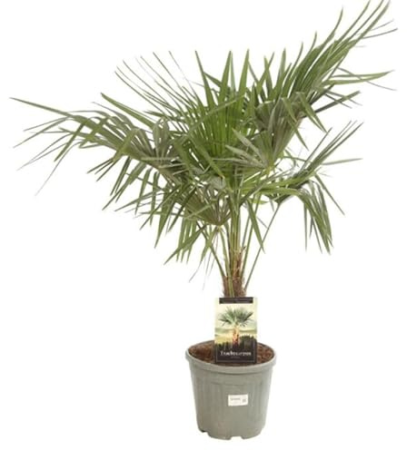 Palmier Chanvre Trachycarpus Fortunei 25cm Pot 15l - Plante En Pot - Floraison Mai à Juin Exposition - Exposition Soleil ou Mi-ombre Sol