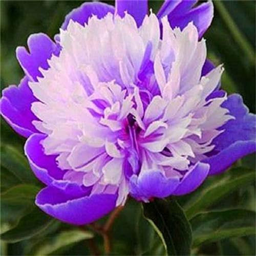 Peonia bulbi,pianta erbacea perenne, bulbo da fiore che fiorisce in primavera e ha una forte resistenza al freddo.peonia sem(Nessun seme, bulbo, non artificiale)-1bulbi