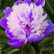 Peonia bulbi,pianta erbacea perenne, bulbo da fiore che fiorisce in primavera e ha una forte resistenza al freddo.peonia sem(Nessun seme, bulbo, non artificiale)-1bulbi