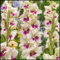 Gladiolos bulbos,planta de gladiolos,bulbos de gladiolos de colores,gladiolus tristis,gladiolos en maceta,Flor herbácea perenne,Decoración para el hogar,Tesoros hortícolas.-3bulbos-C