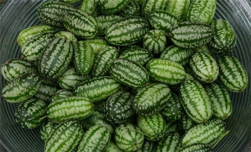 JustSeed - Vegetable - Cucamelon - 60 Seeds