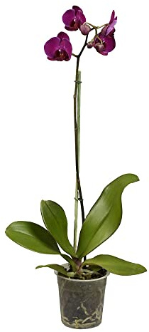 Orquídea Boca Planta Natural Flores Color Morado Phalaenopsis