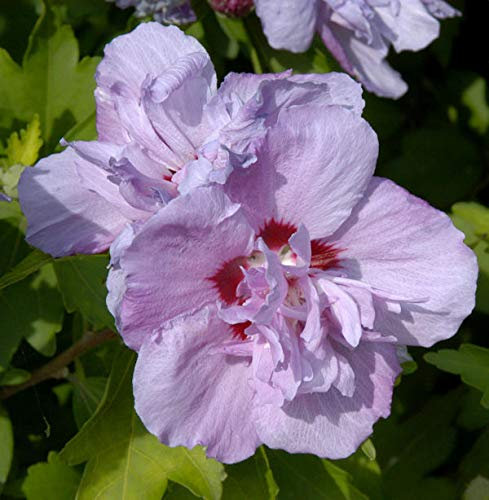Hochstamm Rosen Eibisch Ardens 80-100cm - Hibiscus syriacus - lebende Gartenpflanze aus den Baumschulen