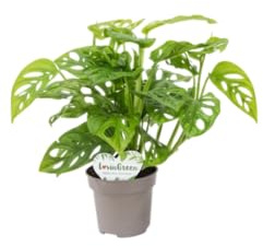 Planta Natural Monstera Adansonii DECOALIVE Ideal para Ambientes Modernos y Llenos de Vida