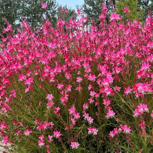 Semillas de Gaura lindheimeri - Semillas de velas vistosas - semillas de mariposas orgánicas variedades antiguas 250pcs