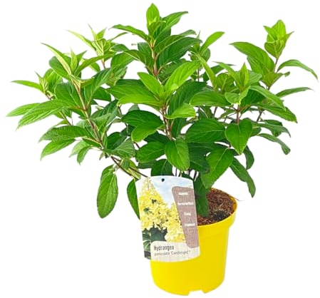 Plant in a Box - Hydrangea paniculata 'Candlelight' - White - Garden Hortensia - Pot 19cm - Height 25-40cm