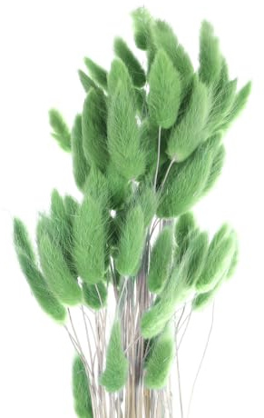 QUARKZMAN Hasenschwanzgras Getrocknet - Dunkelgrün, 60 Stück Getrocknete Blumen, 60cm Pampasgras Natürlicher für Florale Hochzeitsdekoration Weihnachten