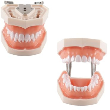 Hoite Dental Typodont tänder modell 28 st reservtänder för tandläkare utbildning tandläkare studenter
