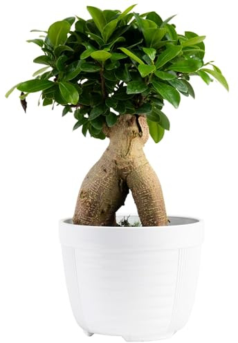 Costa Farms Bonsai Miniature Tree Live Plant in Decorative Pot, Easy Indoor Houseplant, Assorted Variety, Zen Home, Room, or Office Decor, House Warming or Birthday Gift, 12-15 Inches Tall