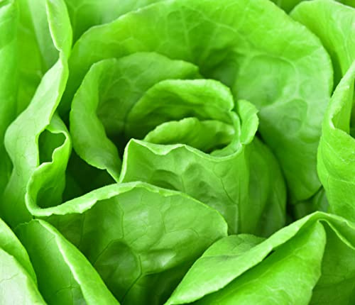 Kopfsalat Samen Mailand Salat Gemüse Saatgut Garten Hochbeet Salatsamen Ertragreich ca 250 Korn AlexLand