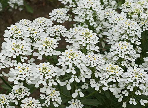 1oz White Candytuft Flower Seeds Rocket ‘Empress Iberis Amara Ground Cover (Approx 11,250 Seeds)