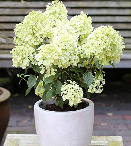 Rispenhortensie Bobo® 40-60cm - Hydrangea paniculata - lebende Gartenpflanze aus den Baumschulen