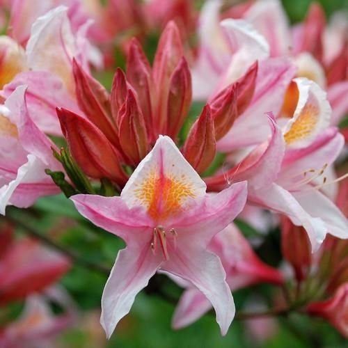 25 Arbusto de azalea semi occidental (rododendro occidental)