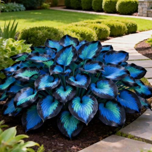 Bulbi di Hosta per Giardini Ombreggiati-Rizoma di Hosta-Foglie-2 Rizoma-B