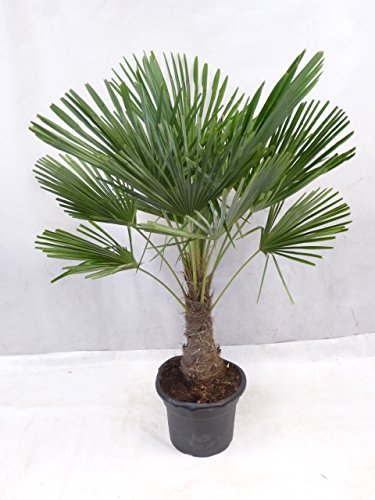 [Palmenlager] - XL Trachycarpus fortunei - Winterharte Palme 170 cm - Stamm 40 cm