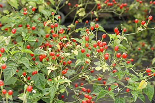 10 Semillas de chile desierto Tepinmadre de todos los pimientos, - super caliente - 250000 unidad de Scoville