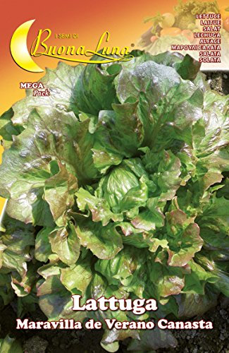 SEMI ORTO LATTUGA CANASTA