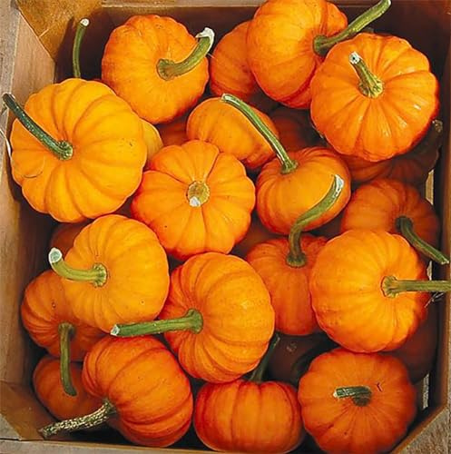 4 Jack Be Little Pumpkin Seeds - Heirloom