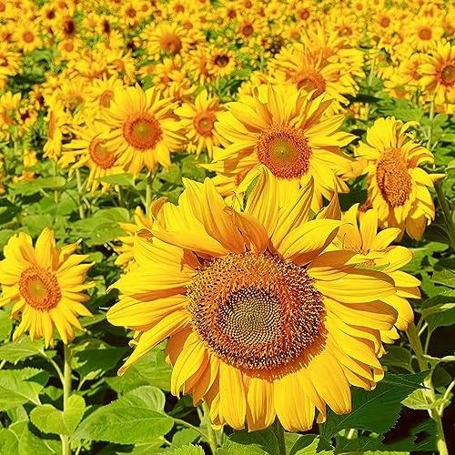 sonnenblume mehrjährig winterhart - deko bodendecker garten exotische 800samen
