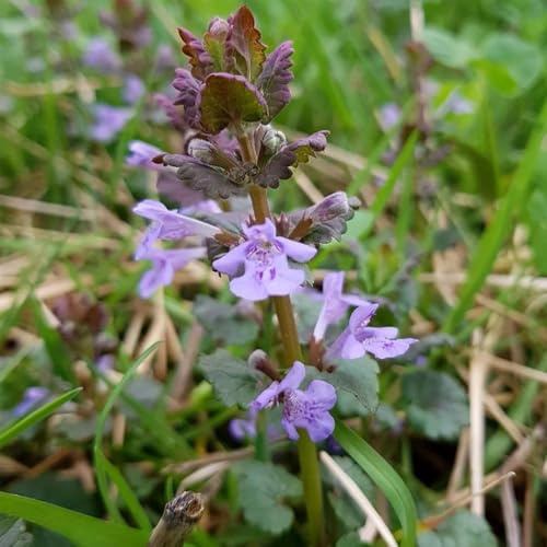 semillas de hiedra terrestre, glechoma hederacea, medicinales, interior de hiedra terrestre cubierta perenne resistente 500pcs