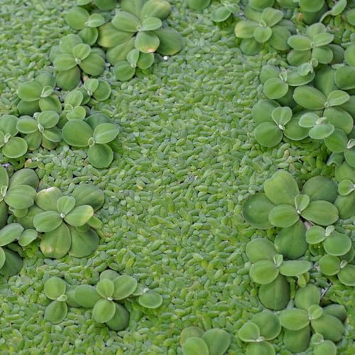 Semi di lenticchia d'acqua - giardino aromatiche per giardinieri vecchie varietà acquario semi di aromatiche prodotti sostenibili per gli amanti del 750pcs