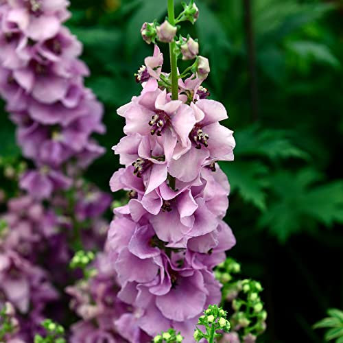 Verbascum Lavender Lass - Mullein | Semi-Evergreen Outdoor Garden Perennial (20-30cm Incl. Pot)