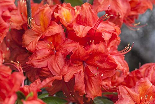 Rhododendron luteum 'Feuerwerk' 40–60 cm – Winterhart, Mehrjährig, Pflegeleicht – Sommergrüne Azalee – Zierstrauch für Garten & Beet