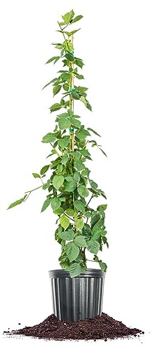 PERFECT PLANTS Natchez BlackBerry Bush 3 Gallon | Live Fruit Trees for Outdoor Planting | Thornless & Self Fertile Blackberries | Dark Purple Berries are Healthy & Sweet