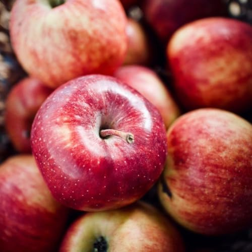 Apfelbaum 'Cortland' Winterharter Obstbaum 80-140 cm, Aromatische Süße Früchte, Wurzelnackte Obstbaume, Apfel, Malus domestica, Mehrjährig, Ideal für Garten & Obstwiese