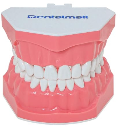 DENTALMALL Tandmodell borstning tandtråd övning tänder typodonter läge gingiva synlig anatomisk demonstration undervisning studera standardstorlek