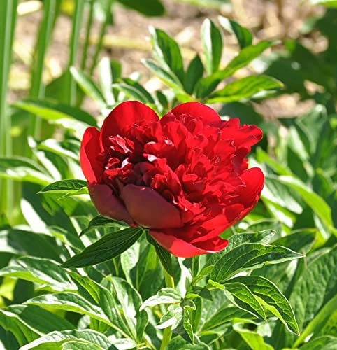 Edel Pfingstrose Red Charm - Paeonia cultorum - lebende Gartenpflanze aus den Baumschulen
