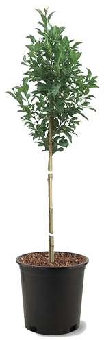 American Plant Exchange Santa Rosa Plum Tree, 5 Gallon Pot, 3-4ft Tall, Large Outdoor Landscape Garden Plant, Live Fruiting Plant, Ideal for Home Gardens, Beautiful Blooms, and Robust Growth