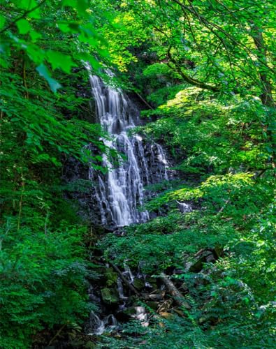 Erwachsenenpuzzle ab 14 Jahren, Wasserfall, Bäume, Blätter 70x50cm