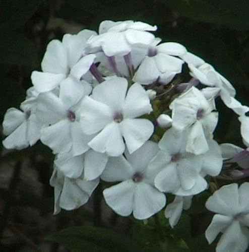 Hohe Flammenblume Weiße Wolke - Phlox paniculata - lebende Gartenpflanze aus den Baumschulen