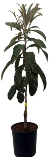 Planta Frutal Nispero Tanaka, 80-100 cm. Eriobotrya japonica. Árbol perenne con fruto dulce y jugoso, de piel anaranjada y pulpa firme, rico en fibra y vitamina A. Segura Garden.