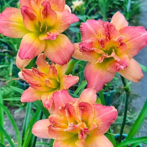 Taglilien, Hemerocallis fulva, exotische für sonnige plätze seltene garten steingartenpflanzen winterhart 50Samen
