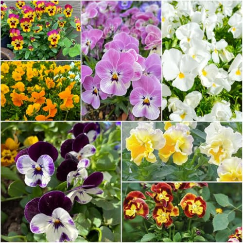 stiefmütterchen - sommerblumen stiefmütterchen hochbeet für balkon schattenpflanzen winterharte kübelpflanzen garten blumendeko wildblumenwiese mehrjährig 650samen
