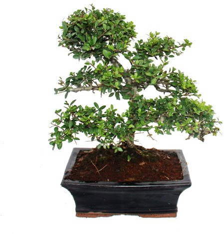 Ilex crenata – japansk handflata ca 9 år