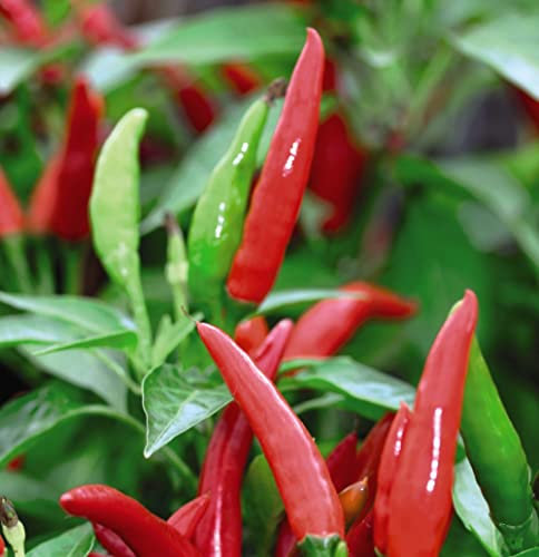 Chilli Pepper 'Krakatoa' F1 Hybrid (Hot) Kew Collection Seeds Capsicum annuum Chili Half-Hardy Annual Garden Vegetable Plant Easy to Grow 1x Seed Packet (Approx. 5 Seeds) by Thompson and Morgan