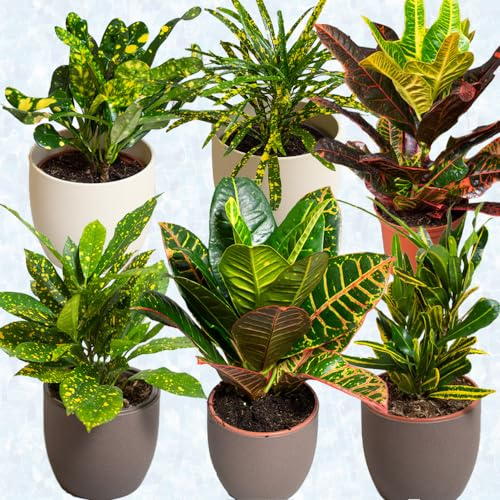 6 x House Plants – Croton Indoor Plant Mix in 13cm Pots, Great Living Room Accessories, Indoor Plant Pot Supplied When Selected