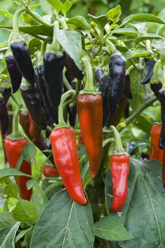 Vegetable - Chilli Pepper - Hot Gusto Purple F1-20 Seeds