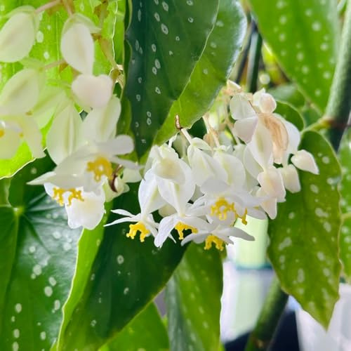 begonien büropflanzen winterharte stauden mehrjährig gartenkräuter zimmerpflanze kräutersamen pflanzendeko kräuterbeet indoor gartenpflanzen kräuterbeet pflanzensamen kräutergarten 150samen