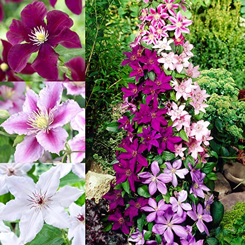 Clematis Tricilor Kollektion - 3 Pflanzen - Mix von 3 Sorten - 1 von jeder Farbe - Stauden Winterhart Mehrjährig - aus Holland (kein Samen, Zwiebeln und nicht künstlich) - Weiß-Rot-Rosa-Violett Farben
